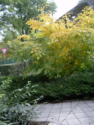 Křehovětvec žlutý - Cladratis lutea  na podzim 2005