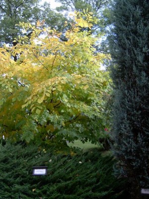 Křehovětvec žlutý - Cladratis lutea  na podzim 2005