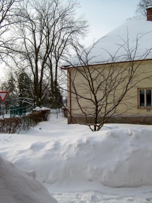 Křehovětvec žlutý - Cladratis lutea  v zimě, 2005