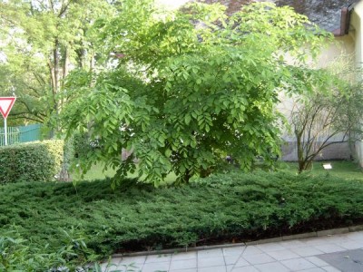 Křehovětvec žlutý - Cladratis lutea 2004