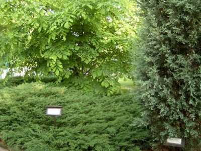 Křehovětvec žlutý - Cladratis lutea   2004