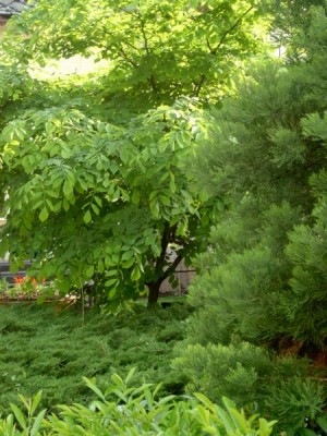 Křehovětvec žlutý - Cladratis lutea   2004