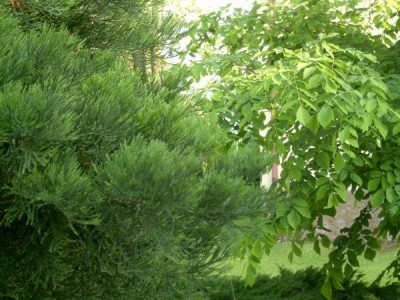 Křehovětvec žlutý - Cladratis lutea  2004