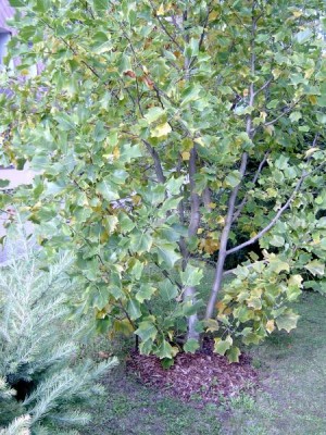 Liliovník tulipánokvětý - pestrolistý - Liriodendron tulipifera ´Argenteimarginatum´, 2005