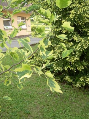 Liliovník tulipánokvětý - pestrolistý - Liriodendron tulipifera ´Argenteimarginatum´, 2004