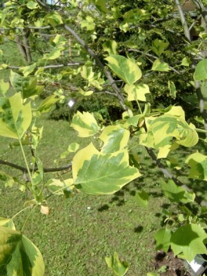 Liliovník tulipánokvětý - pestrolistý - Liriodendron tulipifera ´Argenteimarginatum´, 2005
