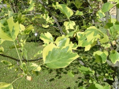 Liliovník tulipánokvětý - pestrolistý - Liriodendron tulipifera ´Argenteimarginatum´, 2005
