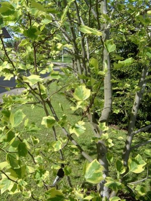 Liliovník tulipánokvětý - pestrolistý - Liriodendron tulipifera ´Argenteimarginatum´, 2005