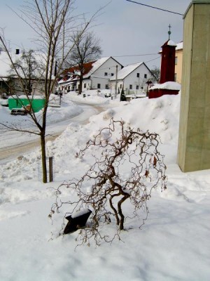 Líska obecná - kroucený tvar větviček Corylus avellana ´Contorta´