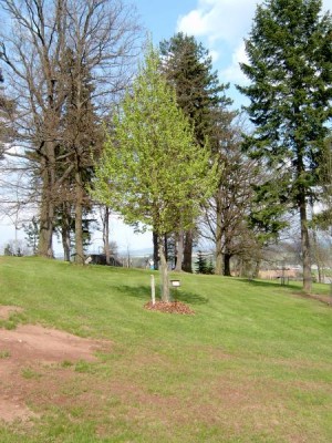 Líska turecká - Corylus colurna jaro 2005