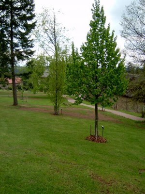 Líska turecká - Corylus colurna v horním parku 2005