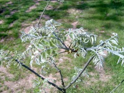 Maackie fourieova - Maackia faurieri vegetace pro přesazení, 2005