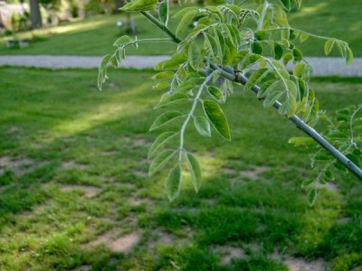 Maackie fourieova - Maackia faurieri vegetace pro přesazení, 2005