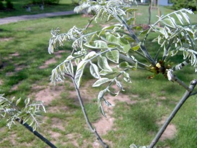 Maackie fourieova - Maackia faurieri vegetace pro přesazení, 2005