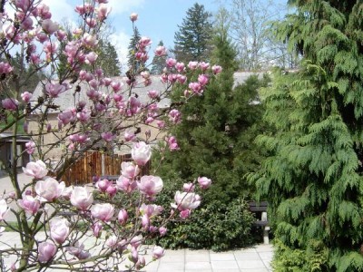 Magnolie, šacholán Soulangeův, Magnolia soulangeana 2004