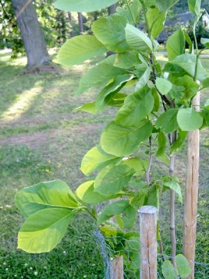 Magnolie (Magnolia) - ze skupiny stromovitých v horním parku, 2005