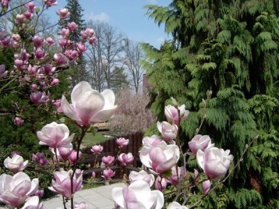 Magnolie, šacholán Soulangeův, Magnolia soulangeana 2004