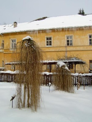 Modřín opadavý - převislá forma Larix decidua ´Pendula´