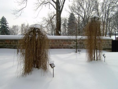 Modřín opadavý - převislá forma Larix decidua ´Pendula´