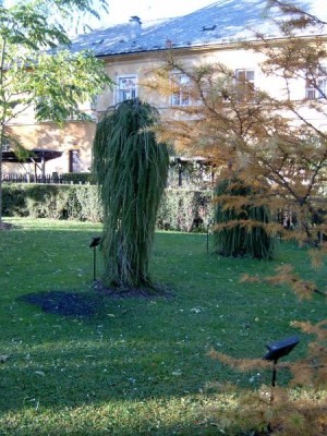 Modřín opadavý - převislý, 2004 Larix decidua ´Pendula´