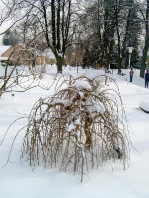 Moruše bílá - převislá forma Morus alba ´Pendula´