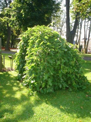 Moruše bílá - převislá f., 2005 Morus alba ´Pendula´