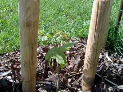 Ořechovec vejčitý - Carya ovata  semenáček po výsadbě, 2005