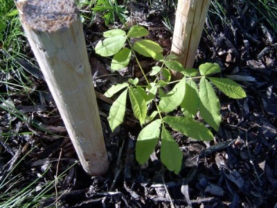 Ořechovec vejčitý - Carya ovata semenáček po výsadbě, 2005