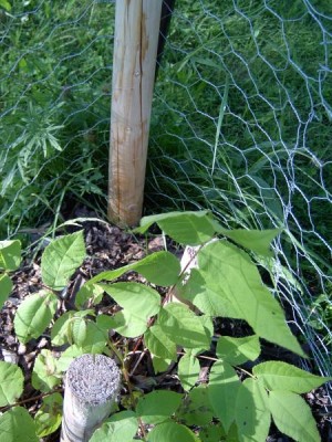 Ořešák popelavý - Junglans cinerea semenáček po výsadbě, 2005