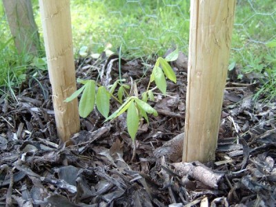 Ořechovec vejčitý - Carya ovata semenáček po výsadbě, 2005