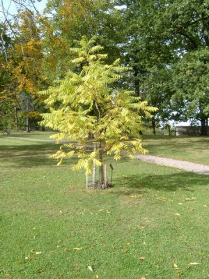 Ořešák černý - Juglans nigra v podzimním zbarvení, 2005