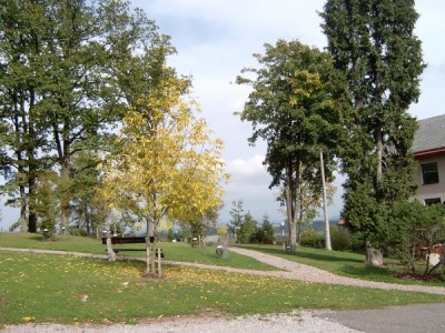 Ořešák černý - Juglans nigra v podzimním zbarvení, 2005