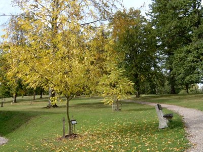 Ořešák černý - Juglans nigra v podzimním zbarvení, 2005