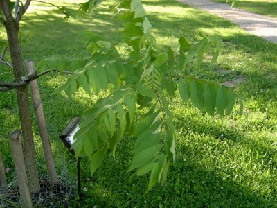 Ořešák černý - Juglans nigra 2005