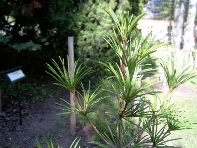 Pajehličník přeslenatý - Sciadopitys vericillata 2005