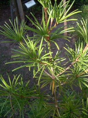 Pajehličník přeslenatý - Sciadopitys vericillata 2005