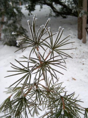 Pajehličník přeslenatý - Sciadopitys vericillata zima 2006