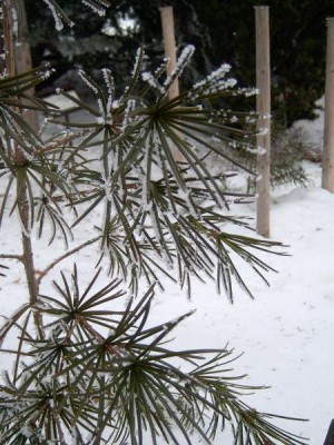 Pajehličník přeslenatý - Sciadopitys vericillata zima 2006