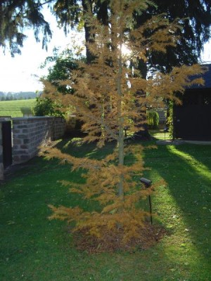 Pamodřín půvabný - Pseudolarix amabilis, 2004