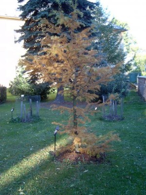 Pamodřín půvabný - Pseudolarix amabilis, 2004