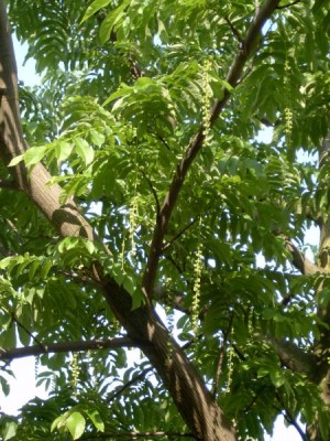 Paořech jasanolistý - Pterocarya fraxinifolia 2005