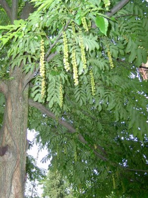 Paořech jasanolistý - Pterocarya fraxinifolia 2005