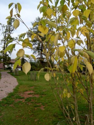 Papírovník čínský - Broussonetia papyrifera, podzim 2005