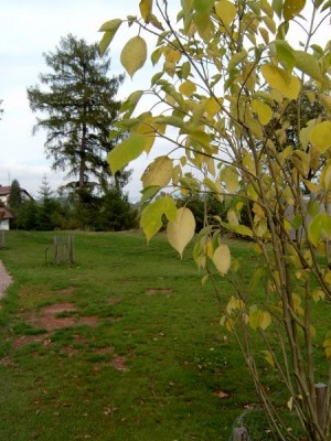 Papírovník čínský - Broussonetia papyrifera, podzim 2005