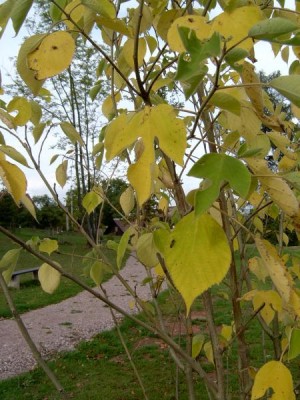 Papírovník čínský - Broussonetia papyrifera, podzim 2005