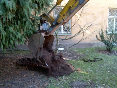 Parocie perská - Parrotia persica - příprava na přesazení v roce 2005