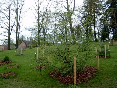 Parocie perská - Parrotia persica první vegetace po přesazení do horním parku, 2005