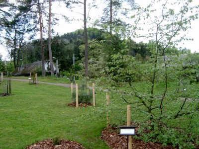 Parocie perská - Parrotia persica po přesazení do horním parku, 2005