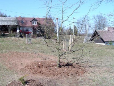 Parocie perská - Parrotia persica po přesazení do horním parku, 2005