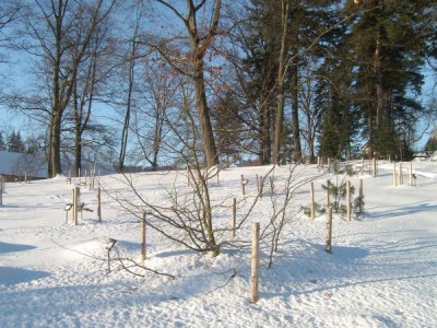 Parocie perská - Parrotia persica  v horním parku, 2006